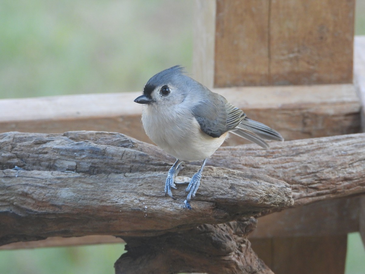 Herrerillo Bicolor - ML645762719