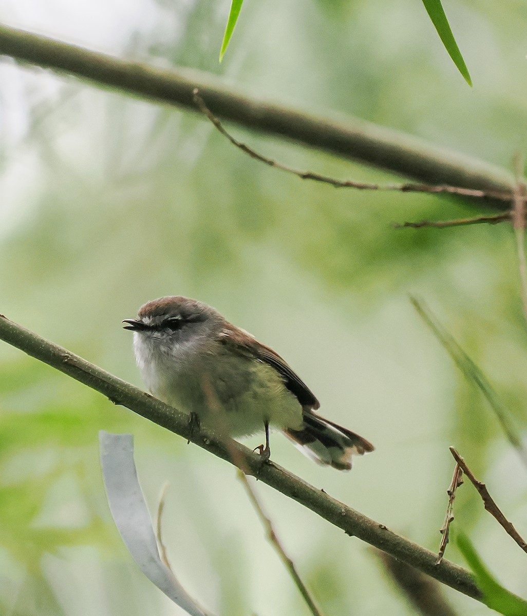 Gerigón Pardo - ML645762723