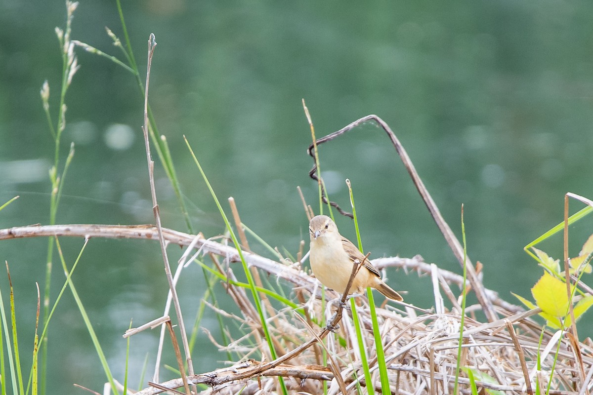 Yerbera Chica - ML645762724