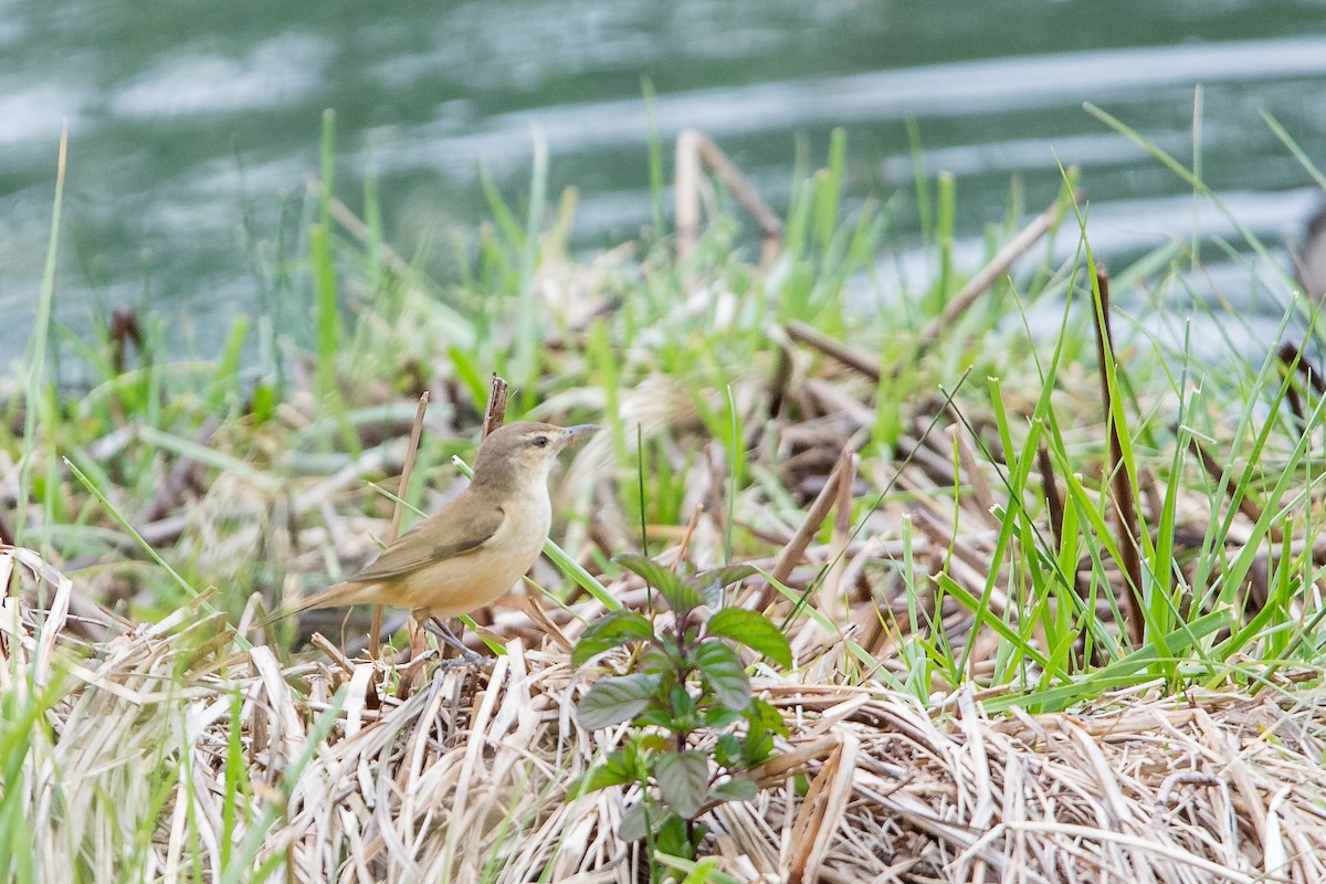 Yerbera Chica - ML645762725