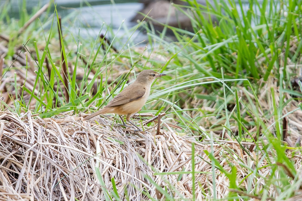 Yerbera Chica - ML645762726