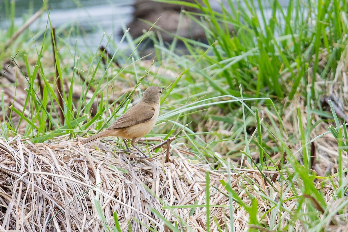 Yerbera Chica - ML645762727