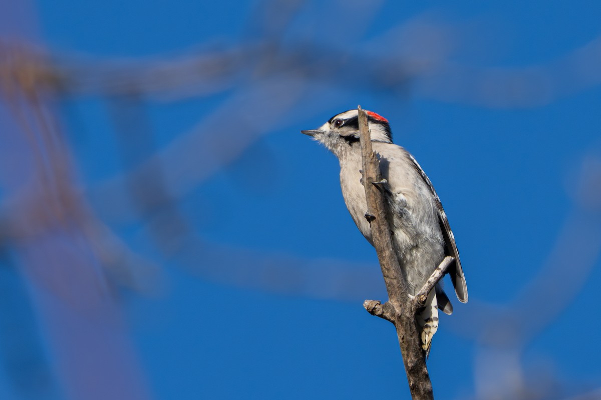 Pico Pubescente - ML645762728