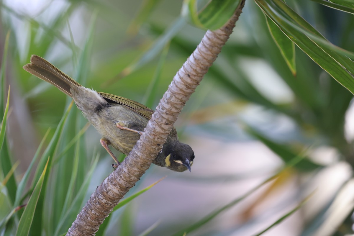 Mielero de Lewin - ML645762729