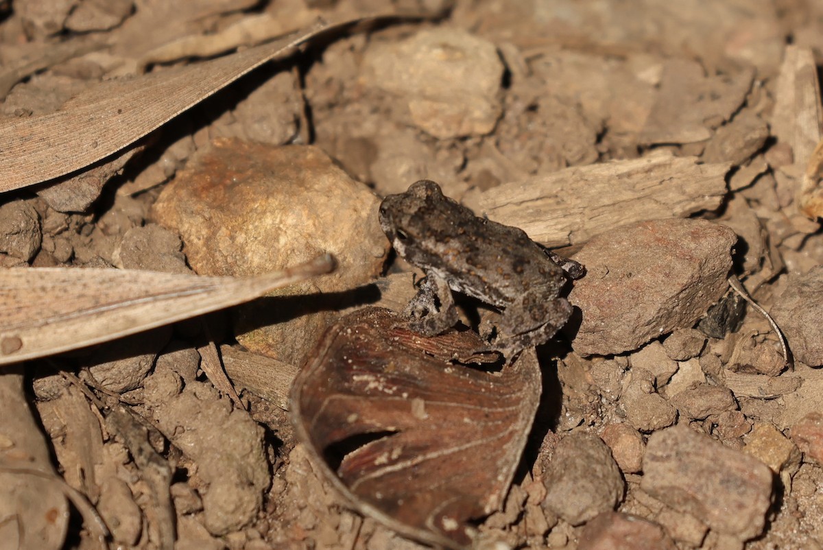 兩棲類 - ML645762733