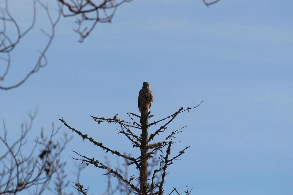 American Goshawk - ML645762735