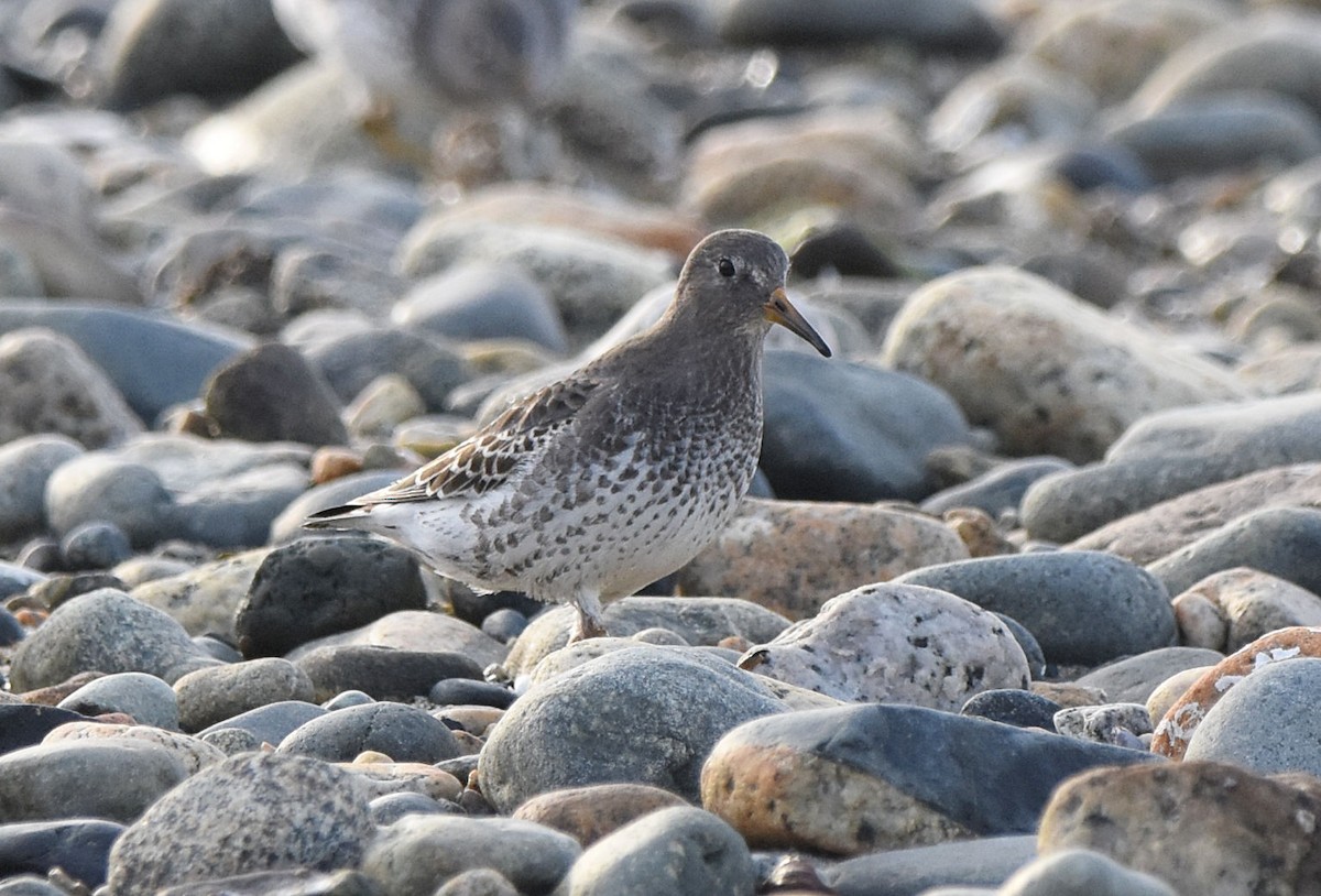 Rock Sandpiper - ML645762739