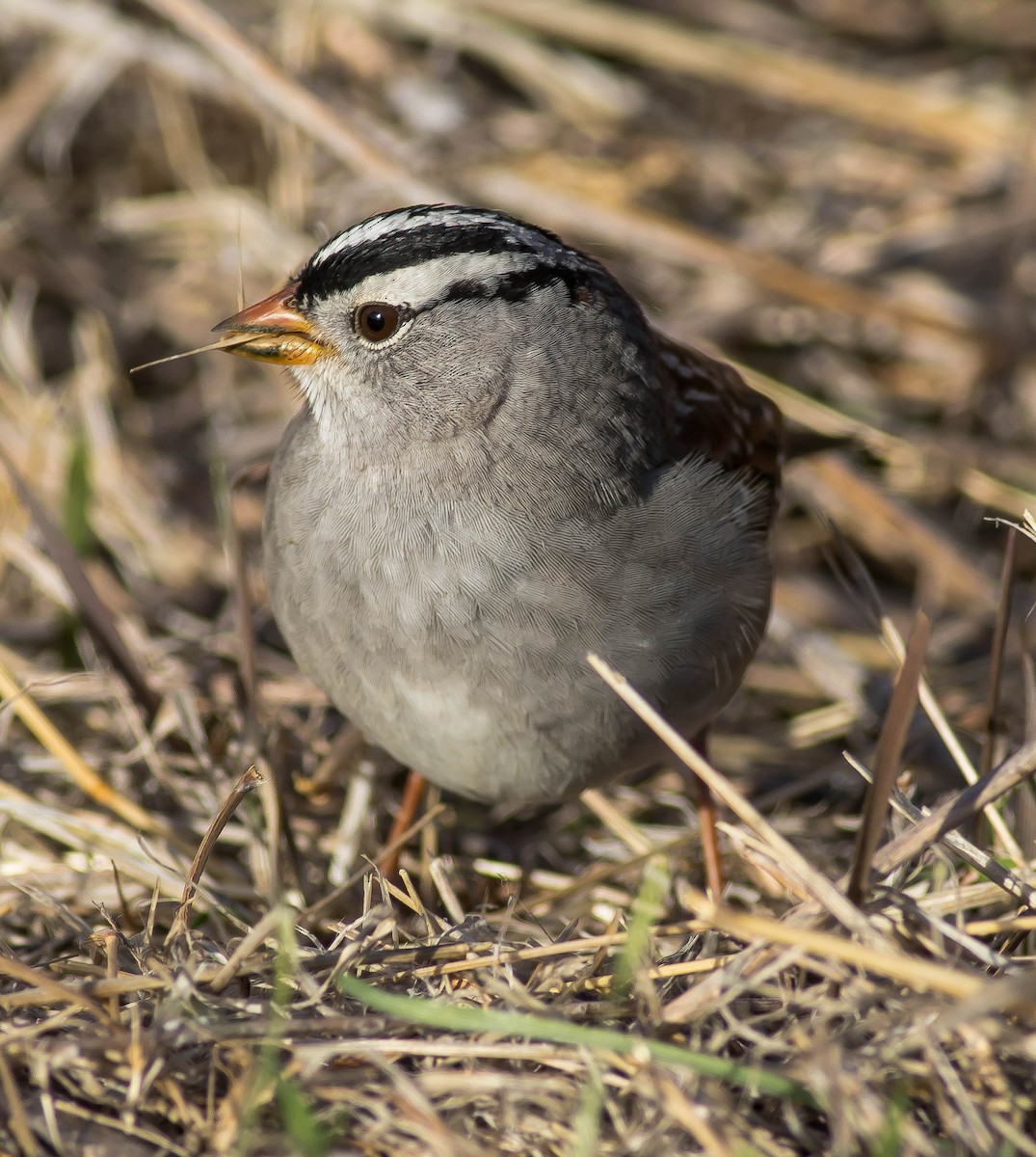 White-crowned Sparrow - ML645762741