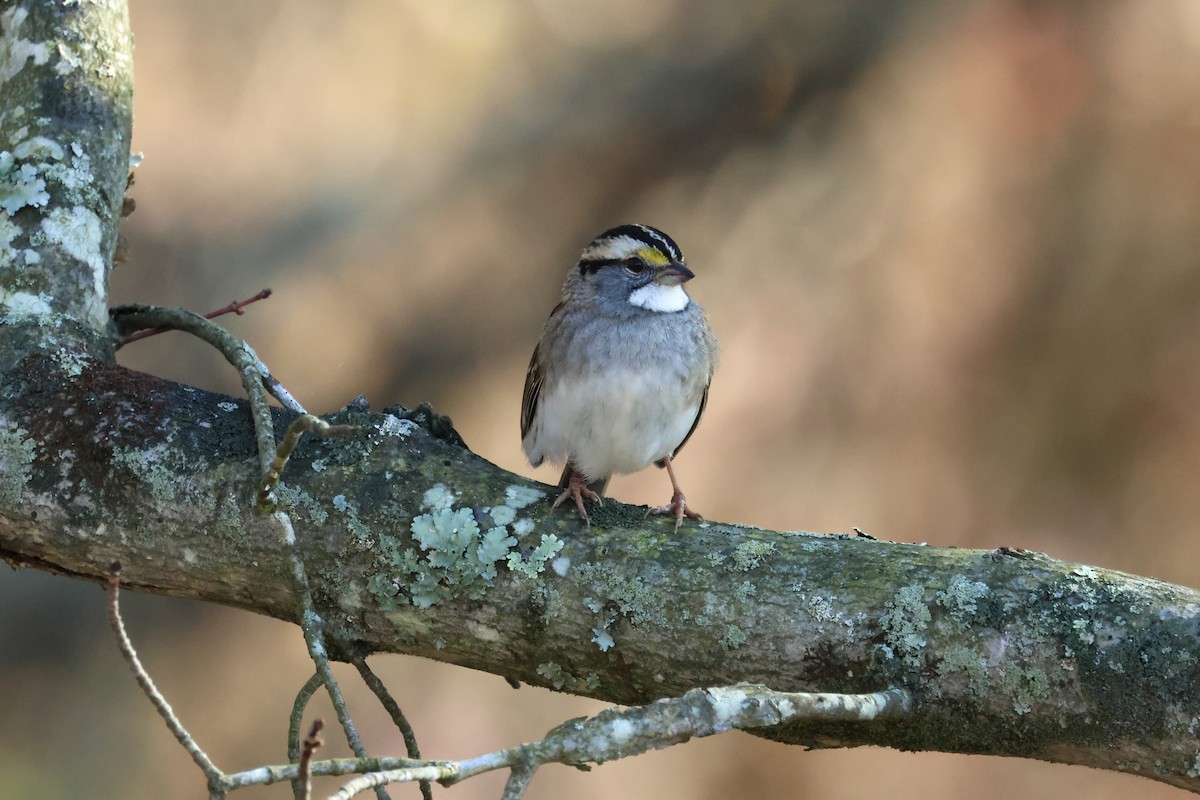 ノドジロシトド - ML645762744