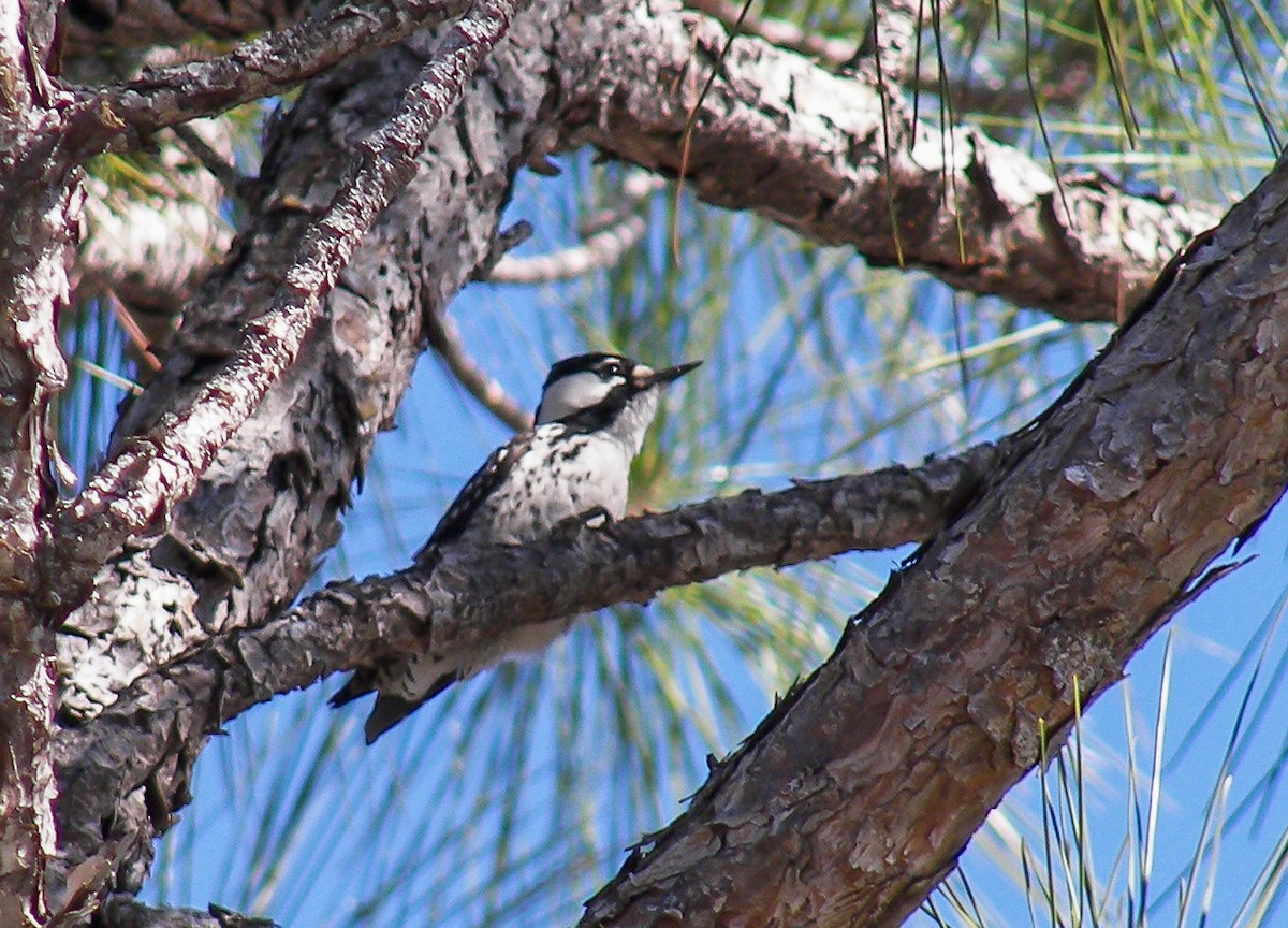 Ak Yanaklı Ağaçkakan - ML645762757