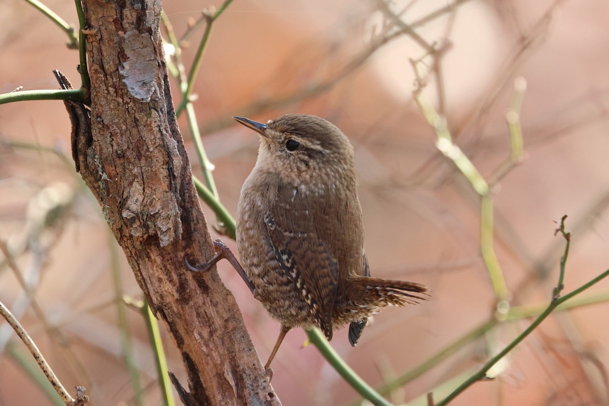 フユミソサザイ - ML645762759