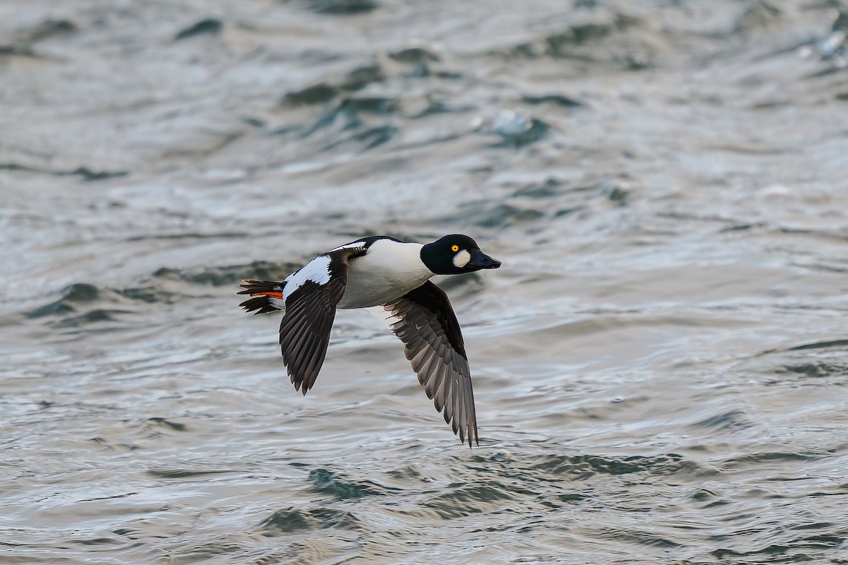 Common Goldeneye - ML645762763