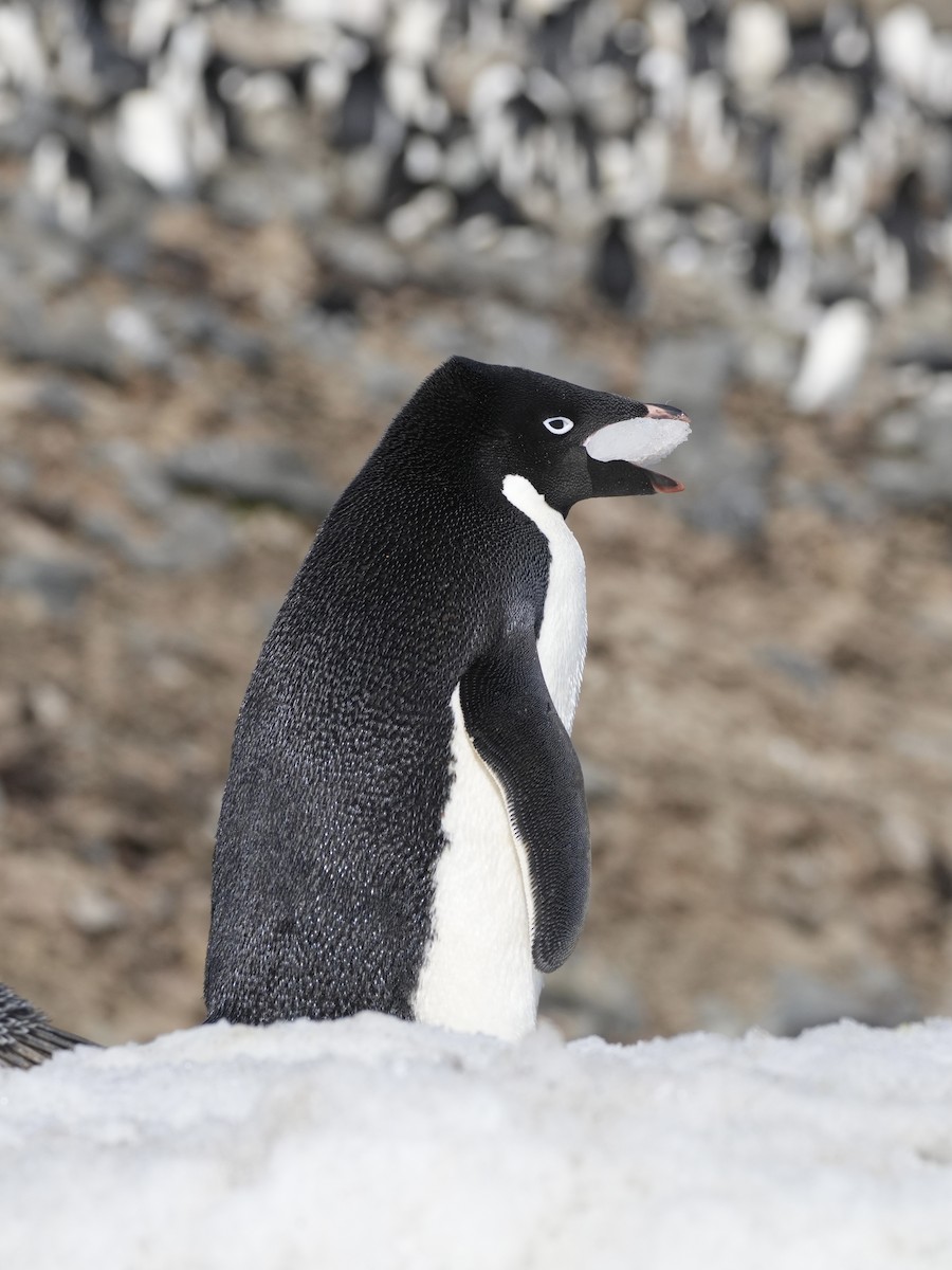Adelie Penguin - ML645762765