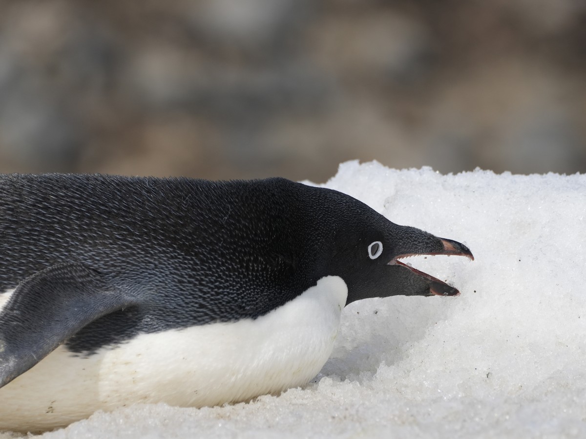 Adelie Penguin - ML645762767