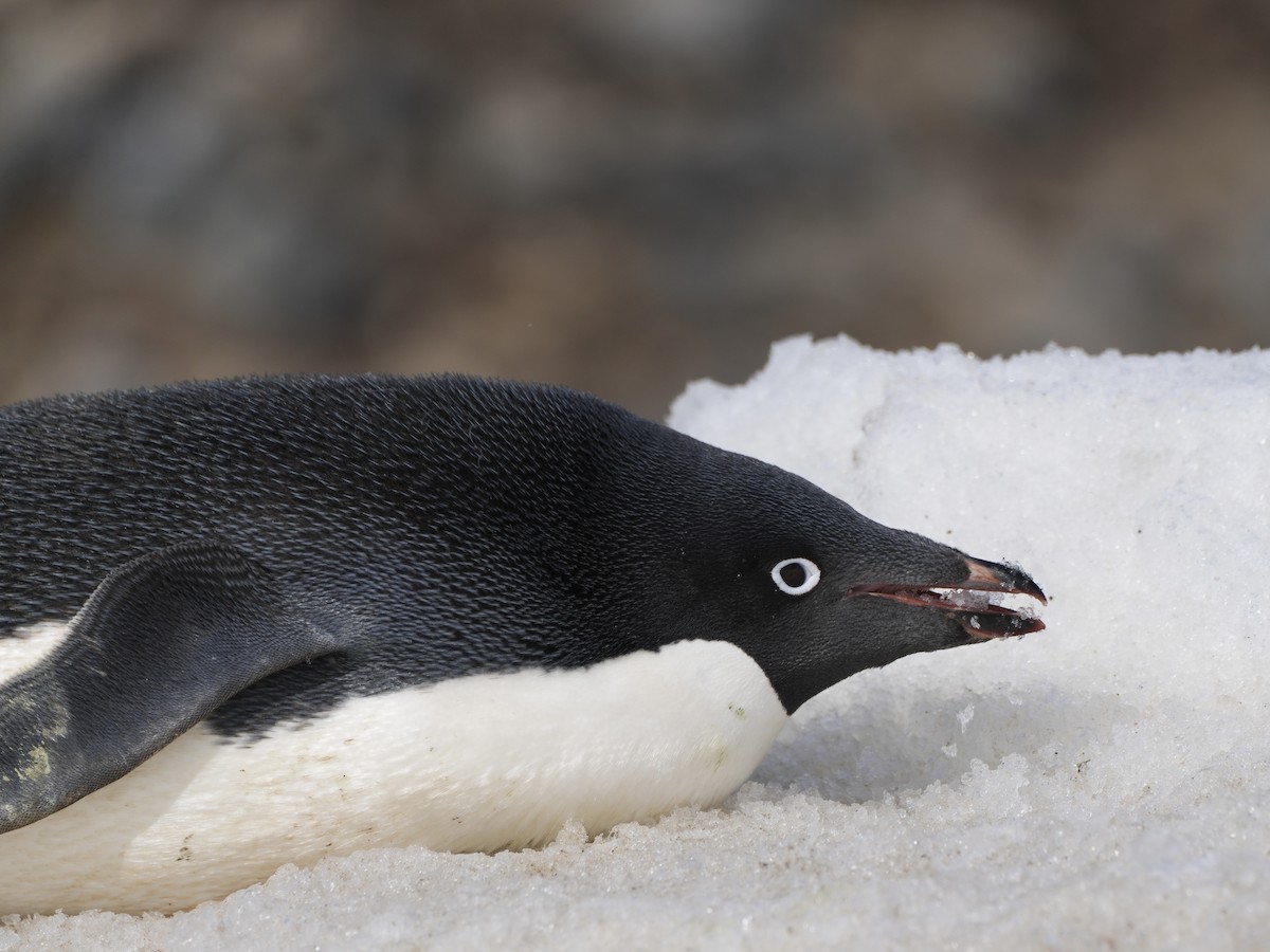 Adelie Penguin - ML645762768