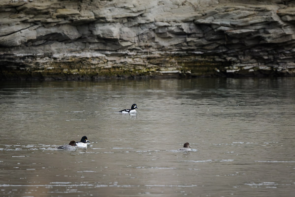 キタホオジロガモ - ML645762770