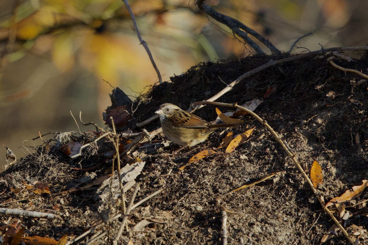 Swamp Sparrow - ML645762772