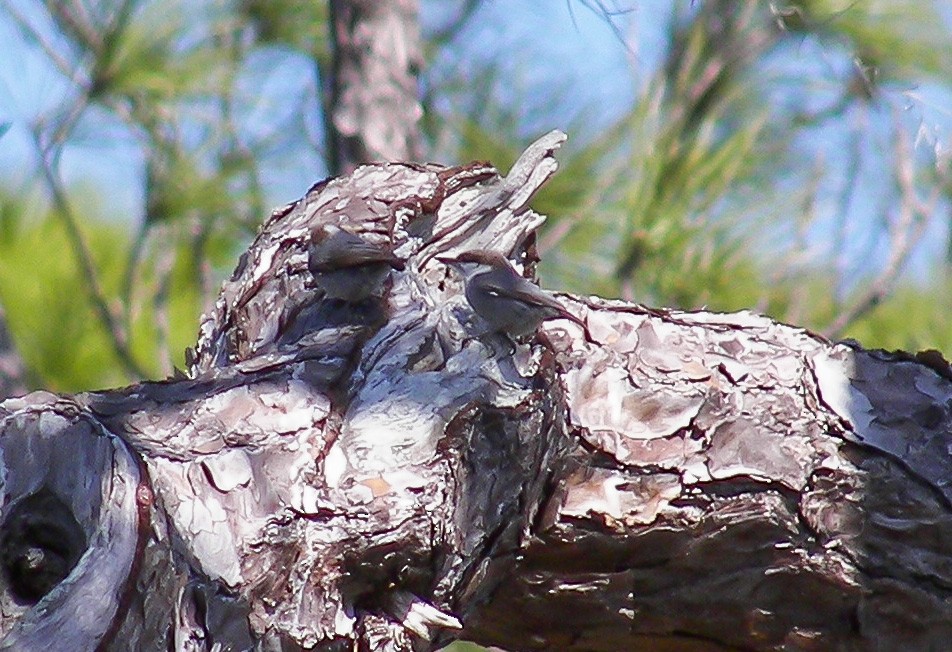 Brown-headed Nuthatch - ML645762773