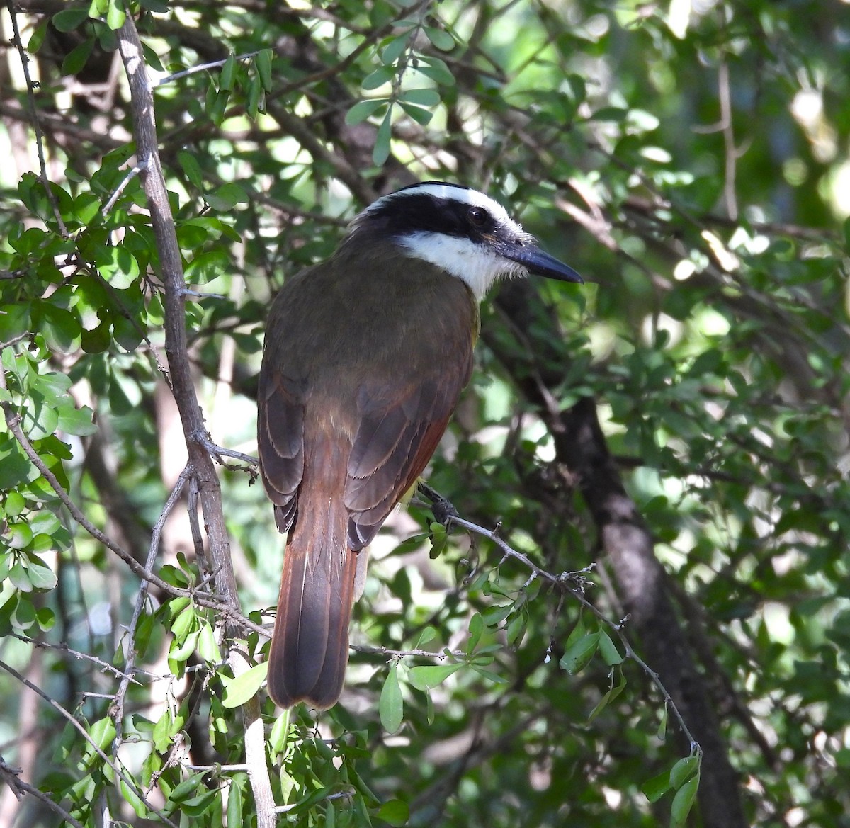 Great Kiskadee - ML645762774