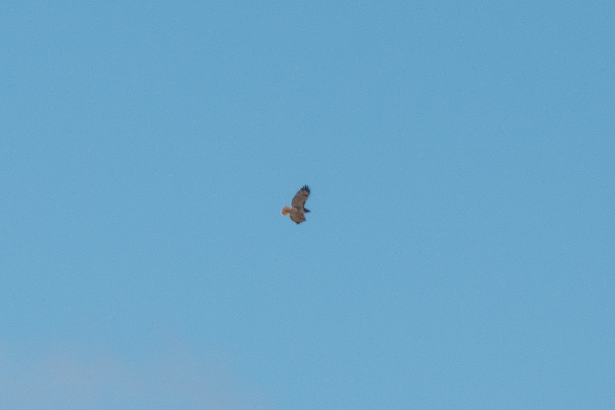 Red-tailed Hawk - ML645762777