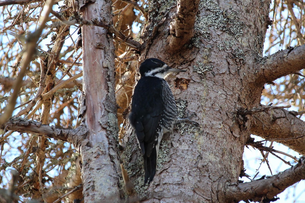 Black-backed Woodpecker - ML645762779