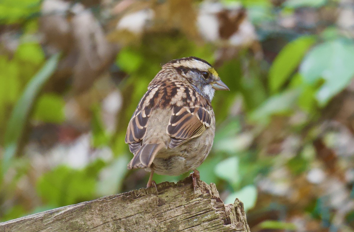 White-throated Sparrow - ML645762780