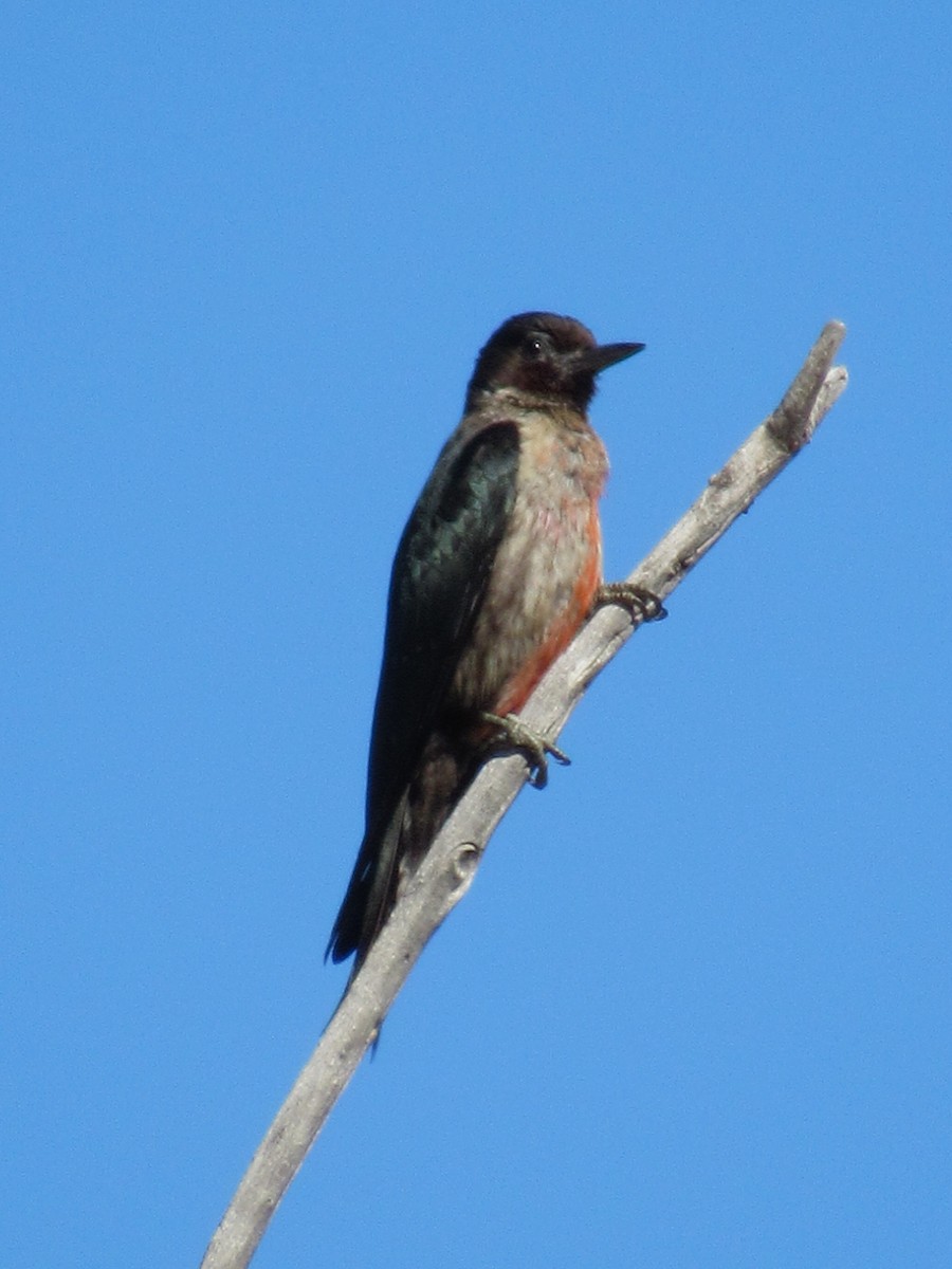 Lewis's Woodpecker - ML645762781