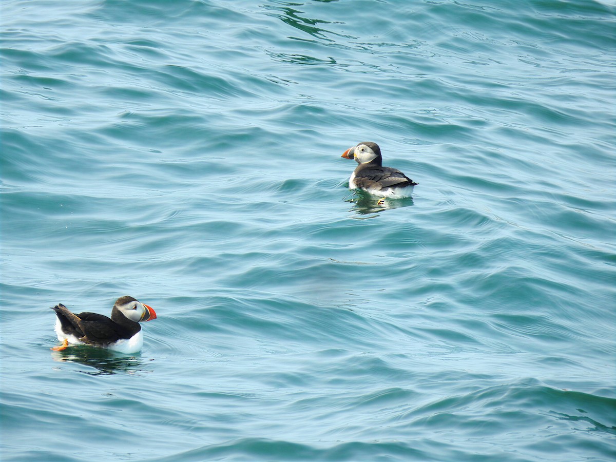 Atlantic Puffin - ML645762784