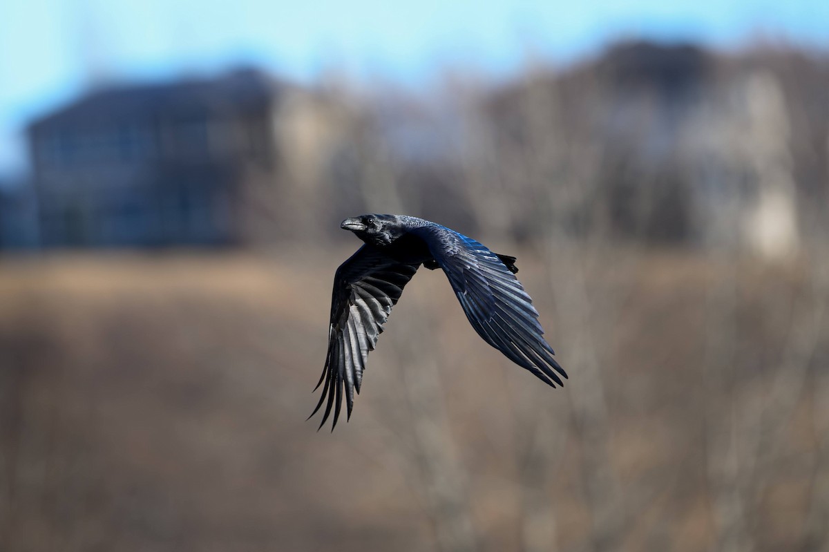 Common Raven - ML645762785