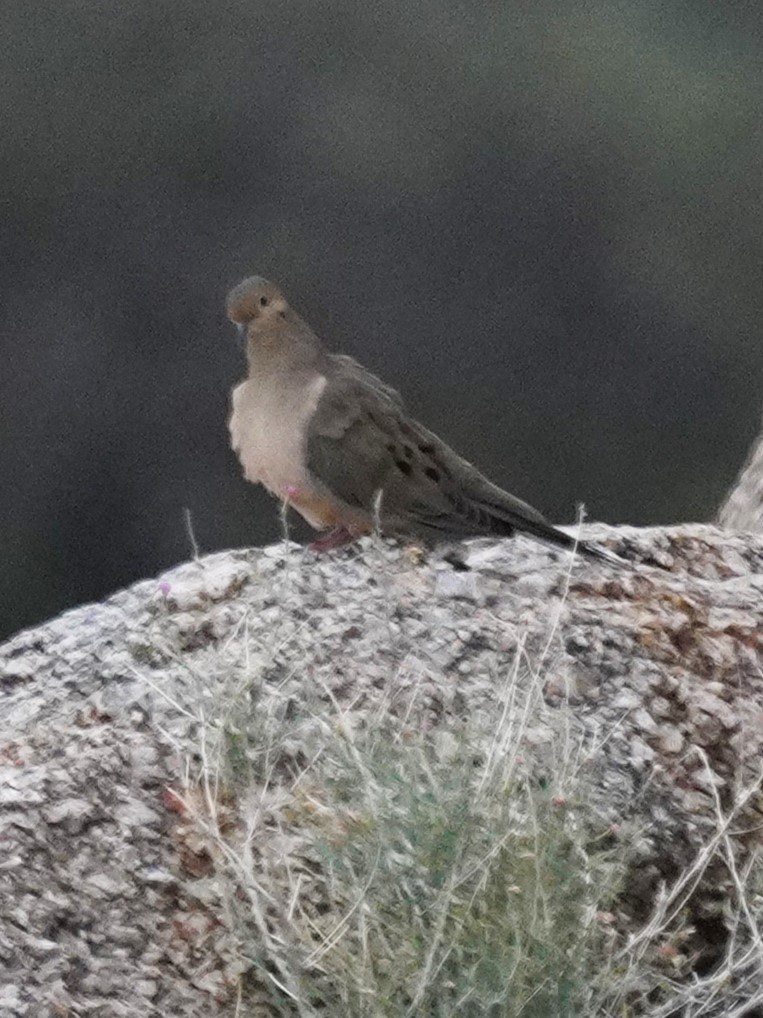 Mourning Dove - ML645762786