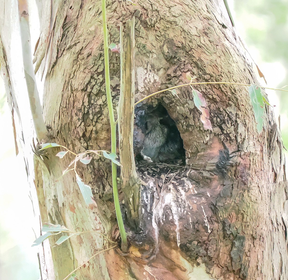 Laughing Kookaburra - ML645762787