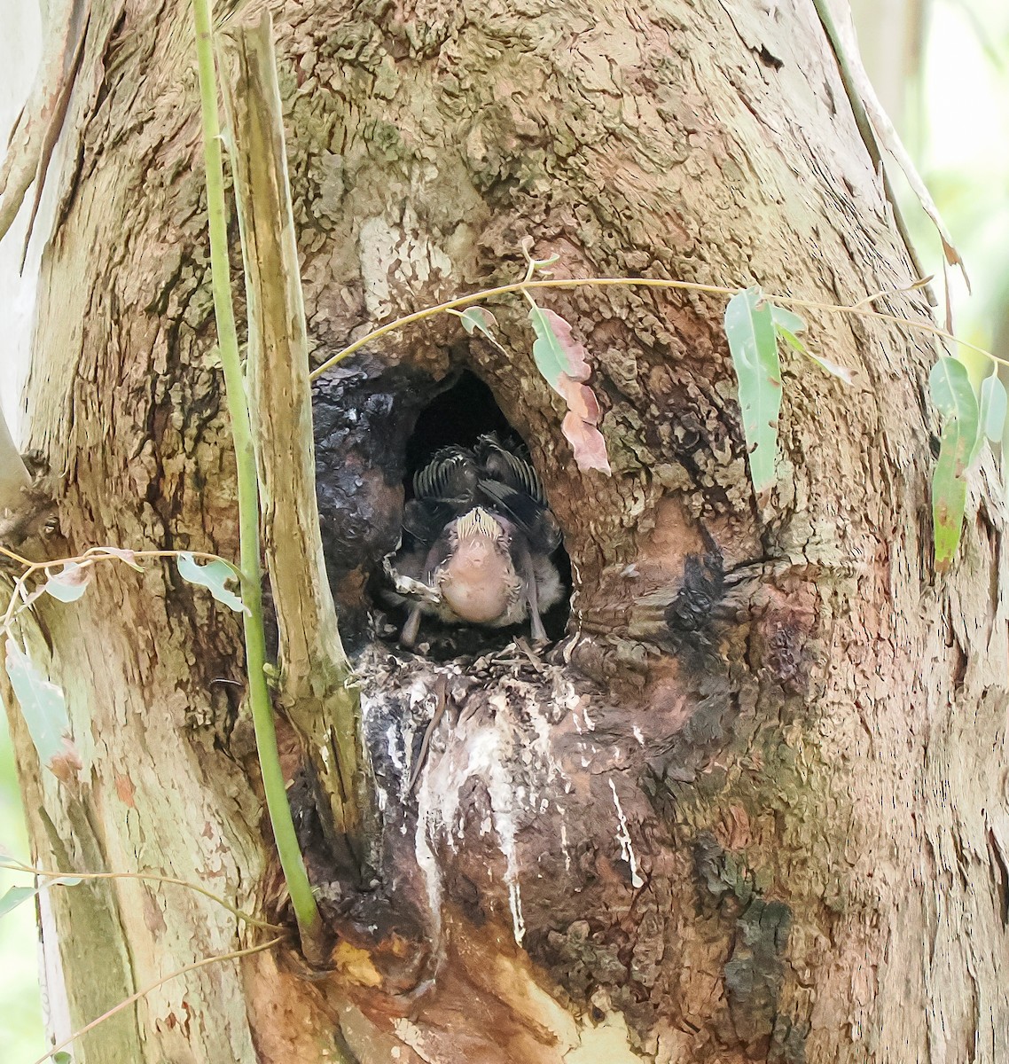 Laughing Kookaburra - ML645762788