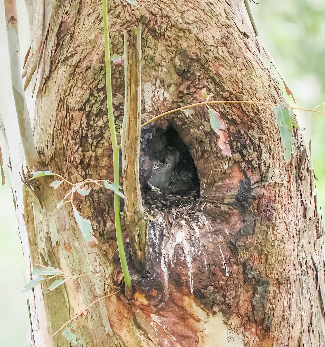 Laughing Kookaburra - ML645762790