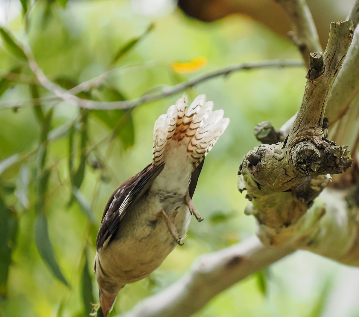 Laughing Kookaburra - ML645762791