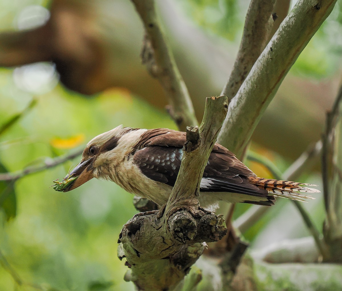 Laughing Kookaburra - ML645762792