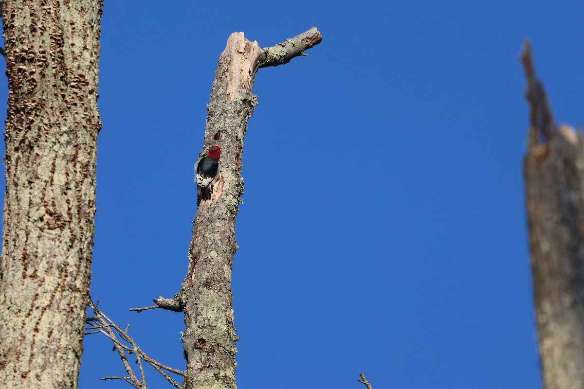 Red-headed Woodpecker - ML645762793