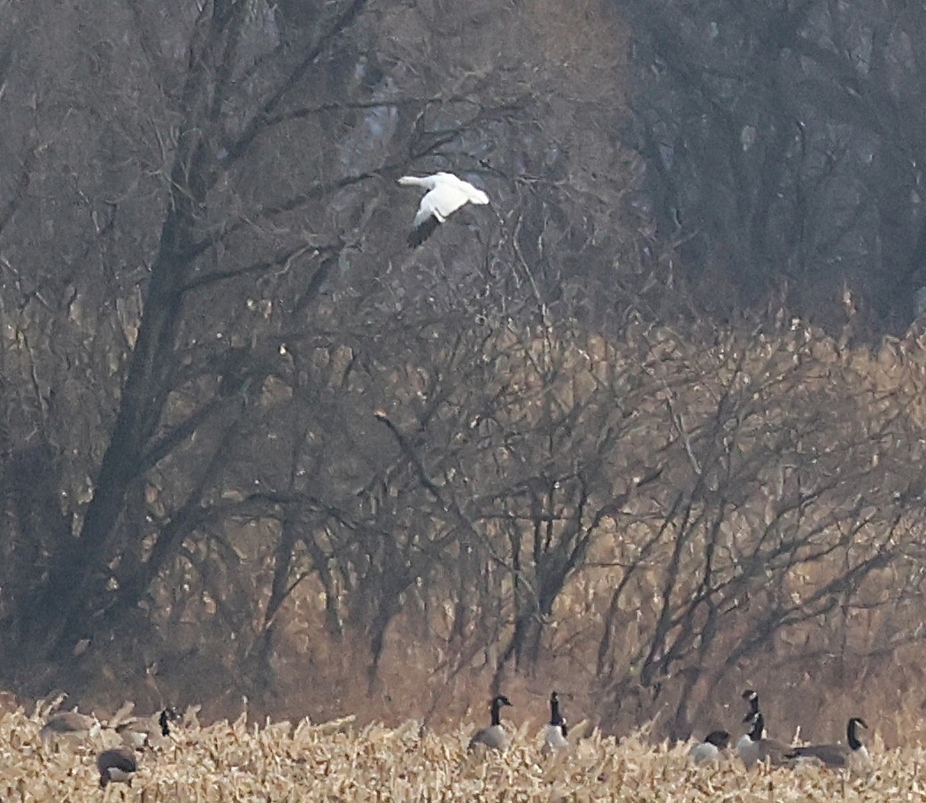 Snow Goose - ML645762796