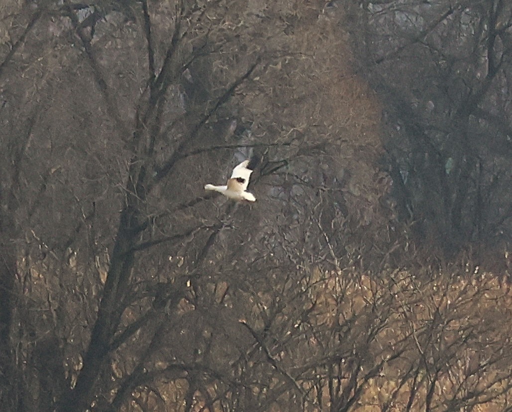 Snow Goose - ML645762797