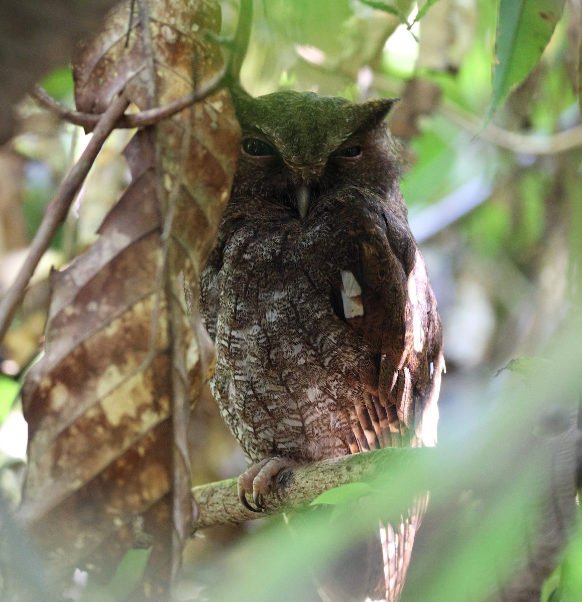 Choco Screech-Owl - ML645762798
