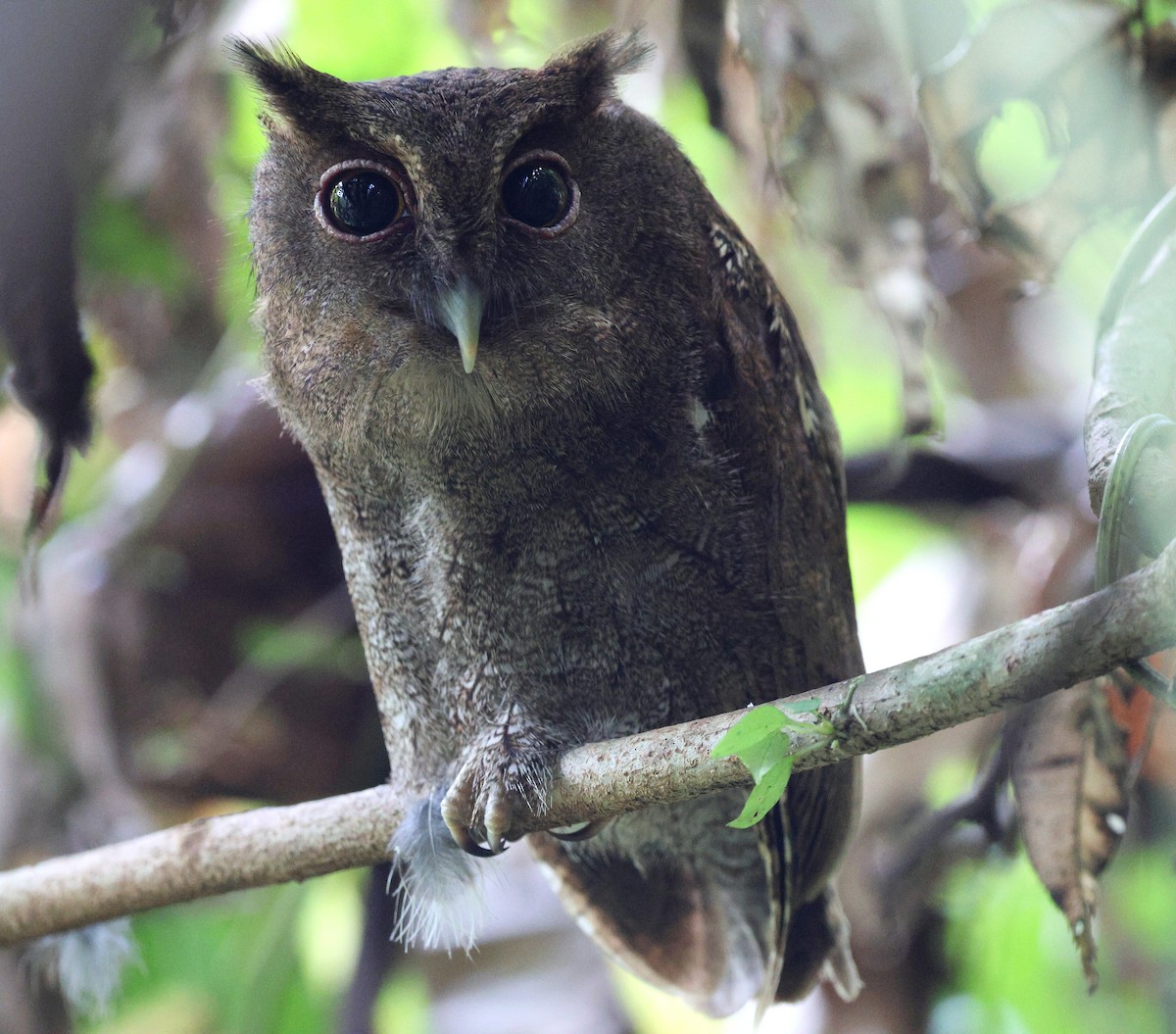 Choco Screech-Owl - ML645762799