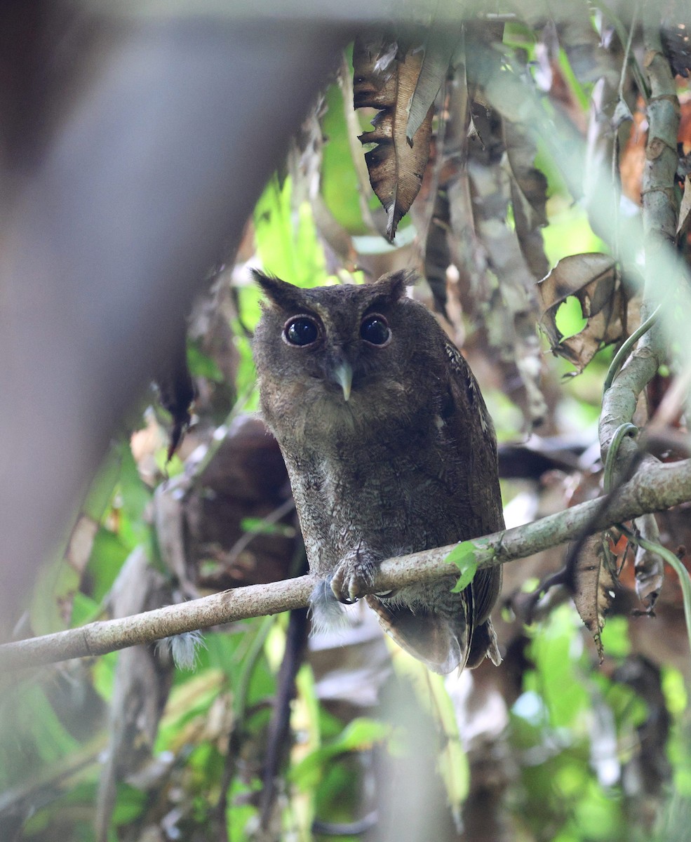 Choco Screech-Owl - ML645762800