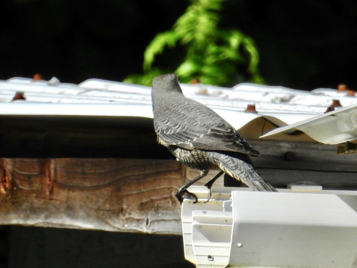 skalník modrý - ML645762803