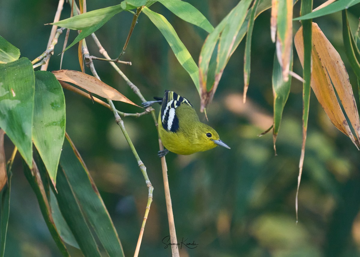 Common Iora - ML645762804