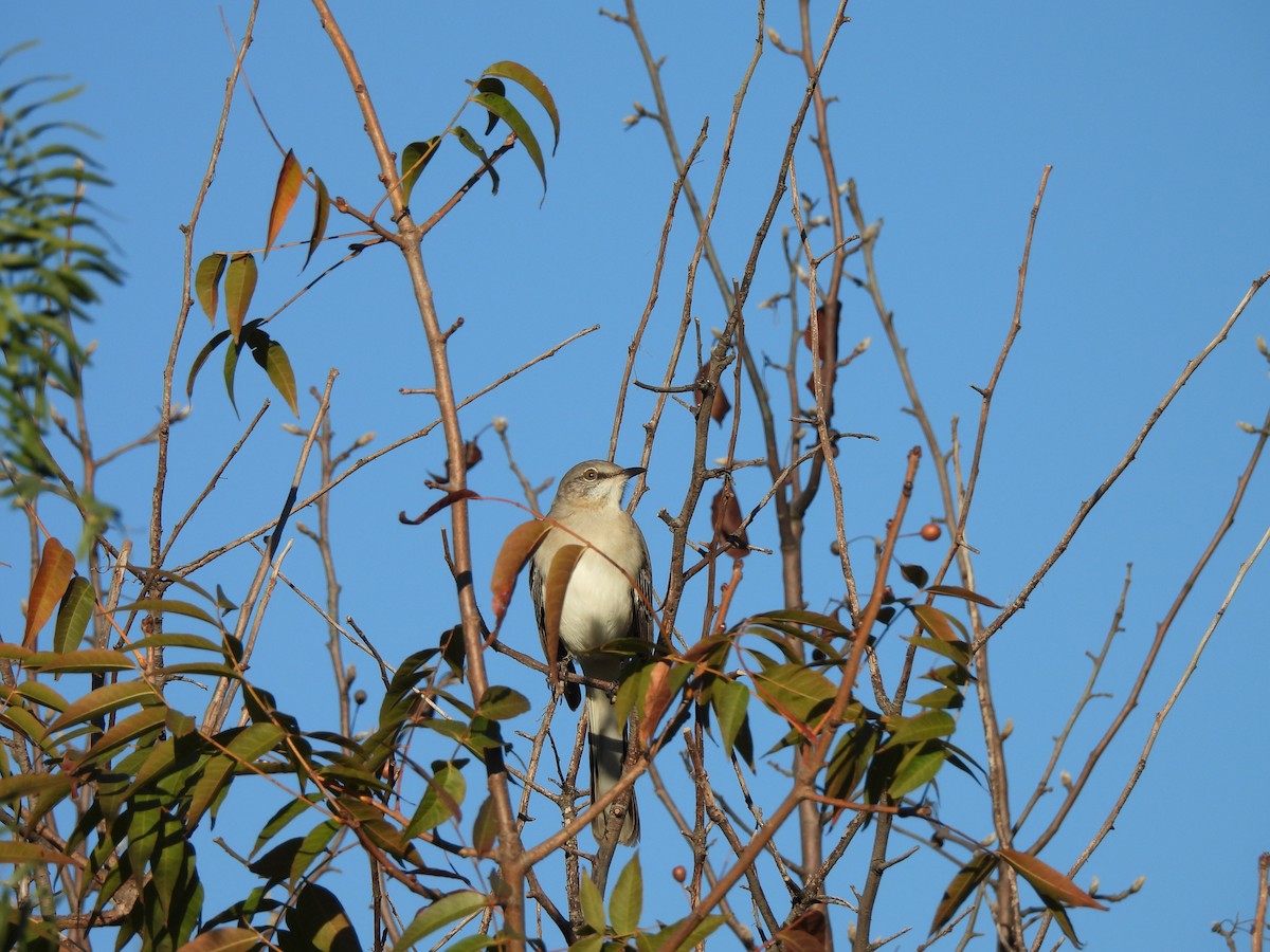 Northern Mockingbird - ML645762805