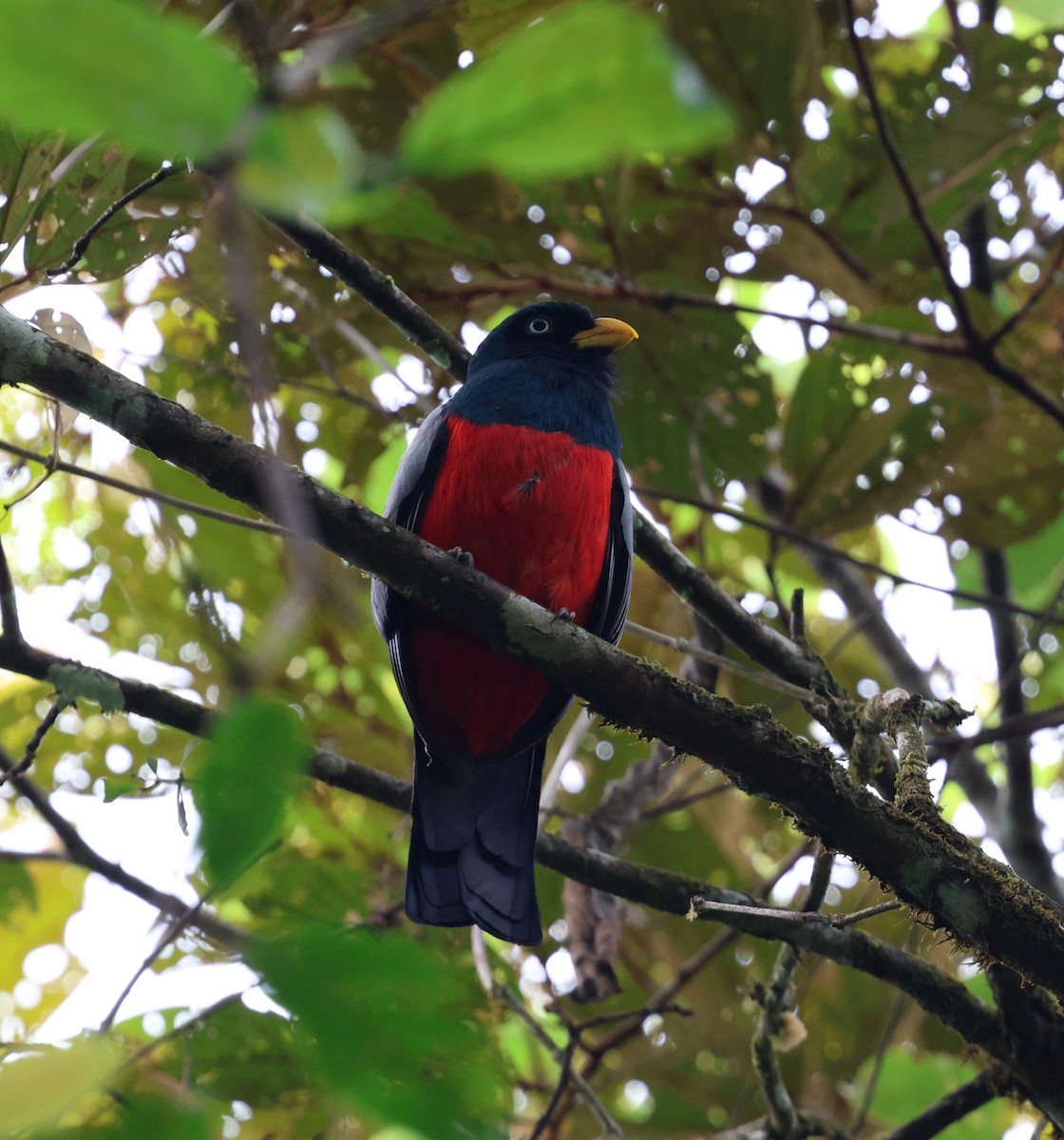 Blue-tailed Trogon - ML645762806