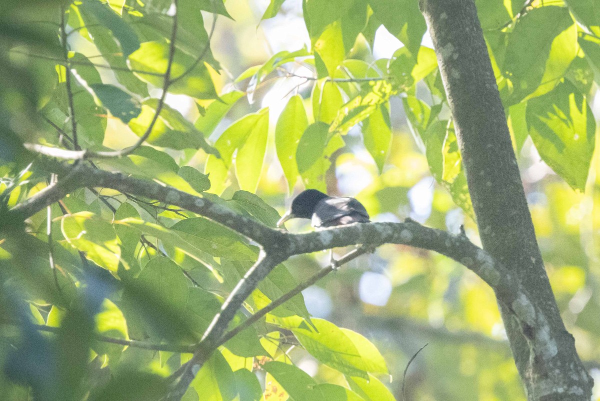 Maroon Oriole - ML645762807