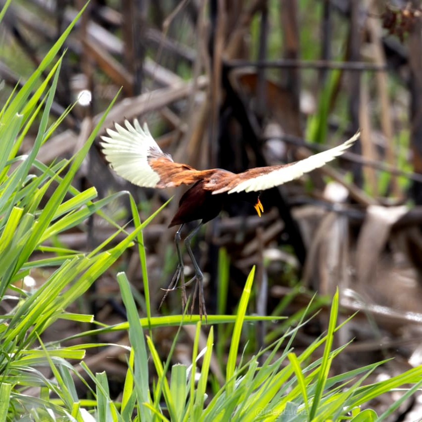 Wattled Jacana - ML645762809
