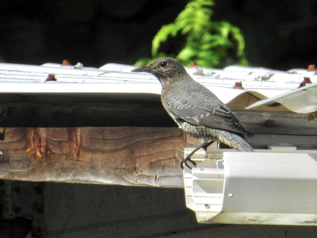 skalník modrý - ML645762810