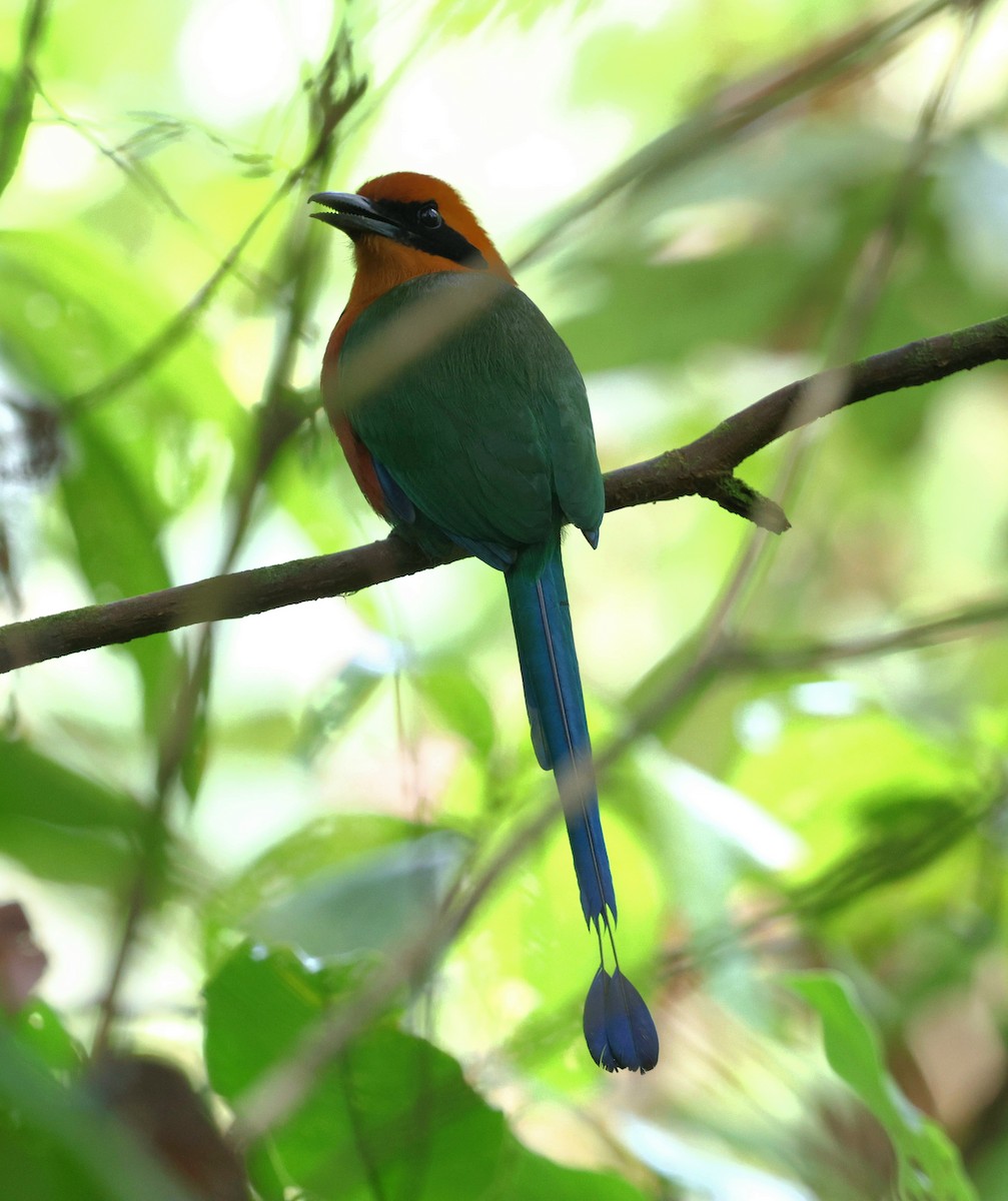 Rufous Motmot - ML645762815