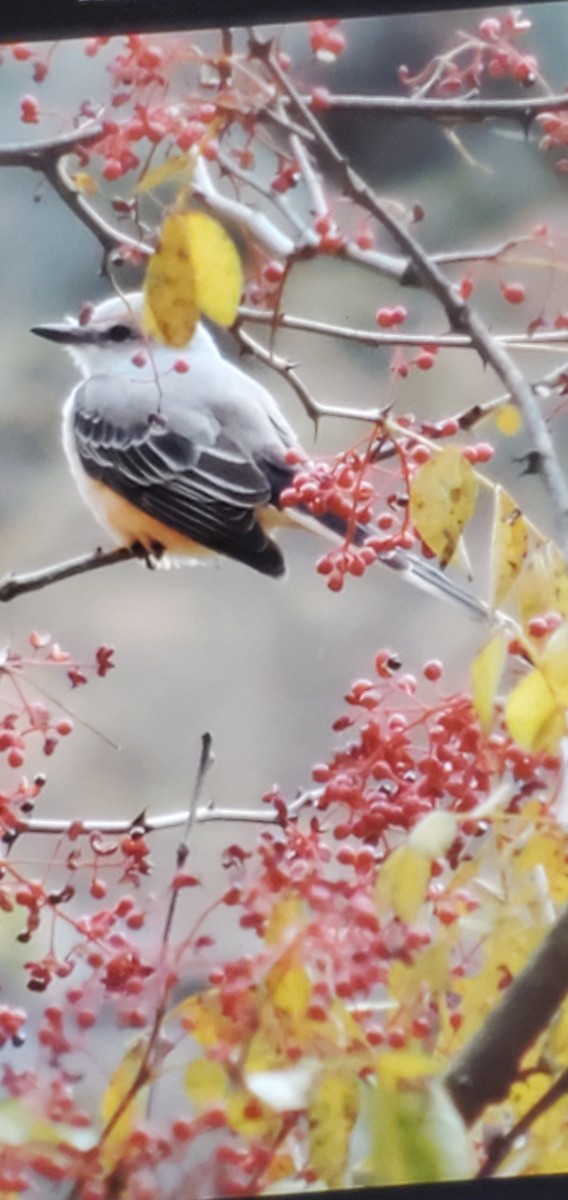 Scissor-tailed Flycatcher - ML645762817